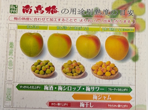 梅加工体験教室05